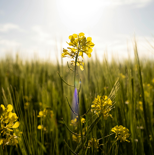 SEN-plantesterol-500x500