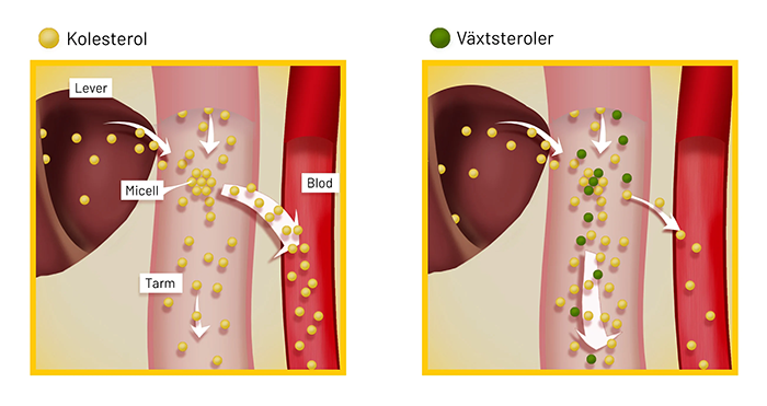Senikol-SE-illustrasjon-b700